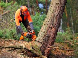 Best Commercial Tree Services  in Adwolf, VA