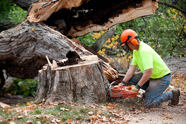 Best Tree Health Inspection  in Adwolf, VA