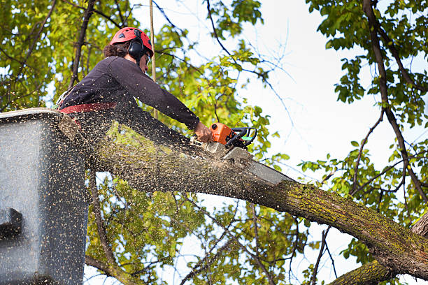 Professional Tree Removal in Adwolf, VA