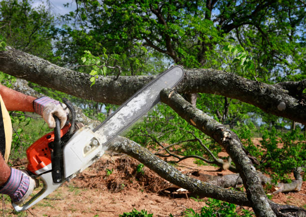 Best Storm Damage Tree Cleanup  in Adwolf, VA