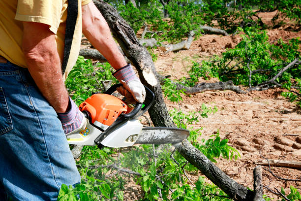 Best Stump Grinding and Removal  in Adwolf, VA